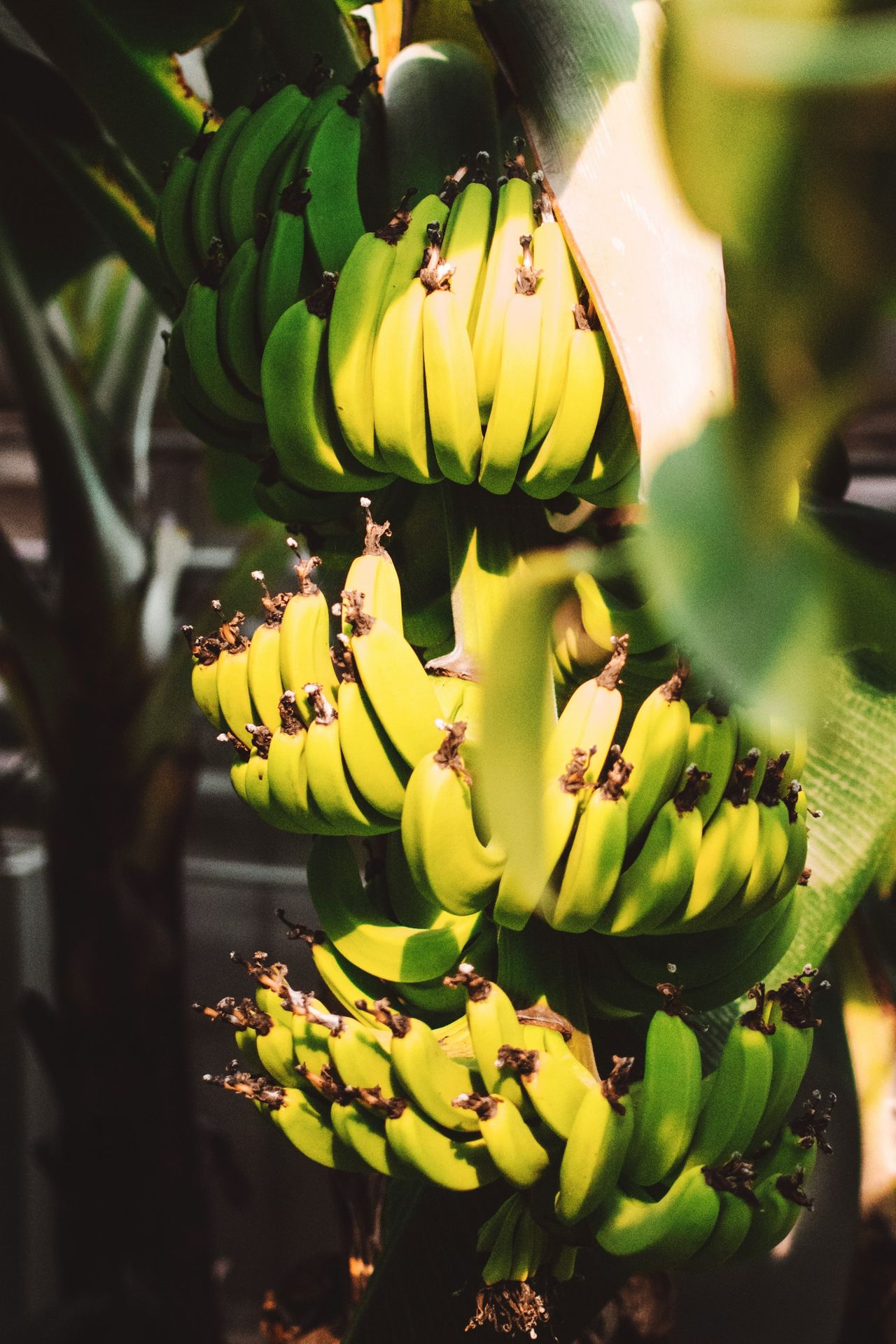 banana fruit close up photography